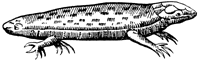 Amphis.gif (5752 bytes)