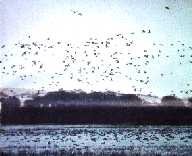 PAJAROS