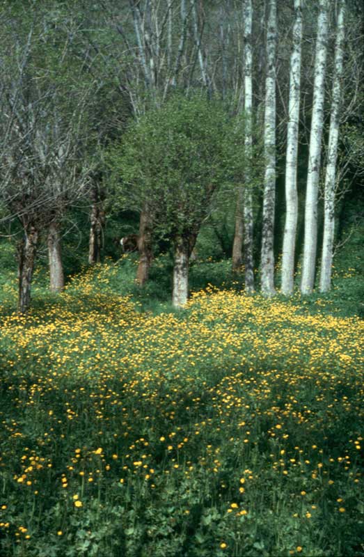 ../ibati/iranostar_bahar.jpg