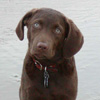 A friend's dog Brinx. They took the picture.