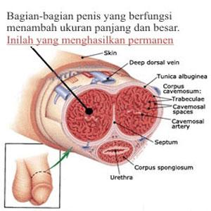 Rahasia pembesar penis