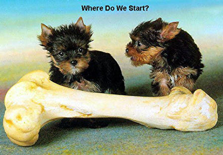 2 dogs + Bone