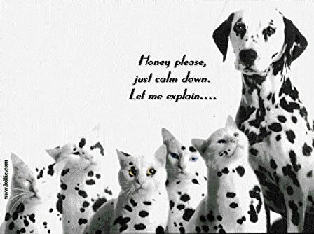 Dalmation