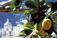 Positano-Limoni