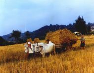 Irpinia - Carro Con Grano