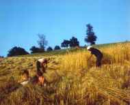 Irpinia - Mietitura