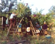 Irpinia - Vendemmia