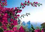 Island Capri-Faraglioni