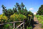 Island Capri-Gardens