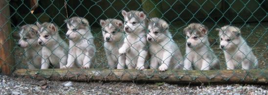Emma's puppies at six weeks
