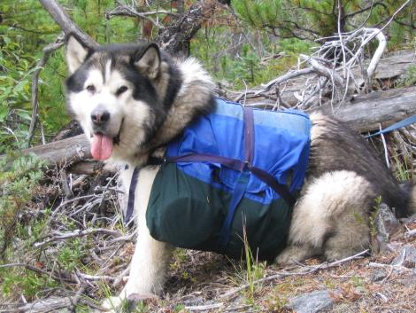 Kimmiq on Gun Creek Trail