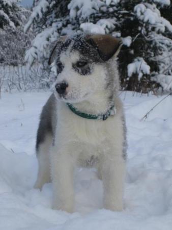 Kunuk of Anchorage, Alaska