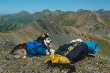Mishka on Gott Ridge