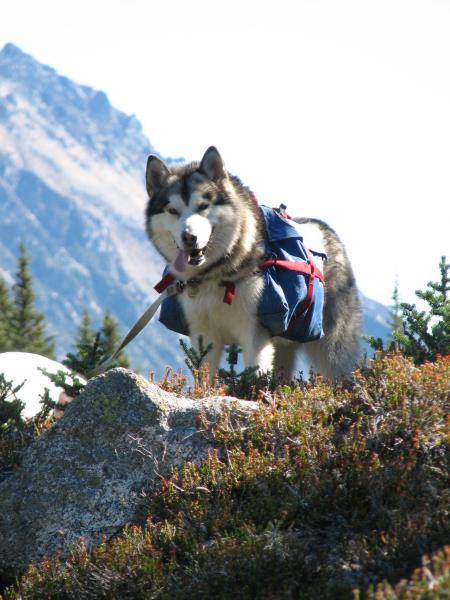 Tuisku packing on Grizz Mountain
