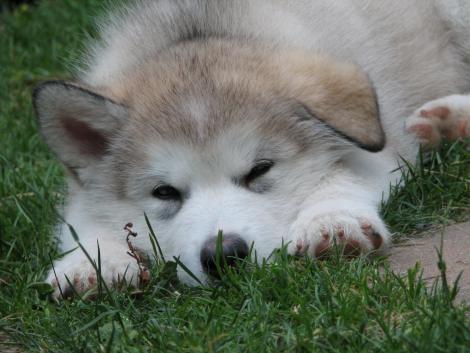 Moake's Tuya Isotassu at 8 weeks