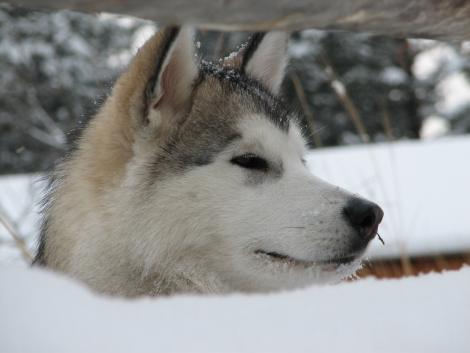 Tuya at six months