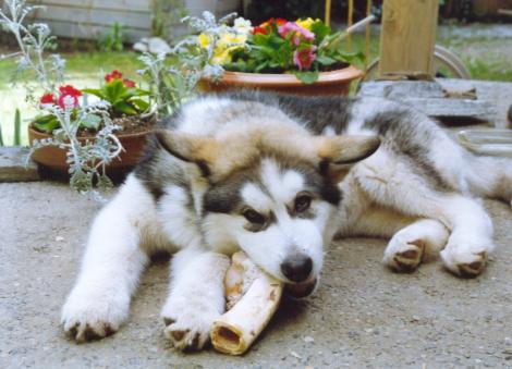 Bones grow Bones
