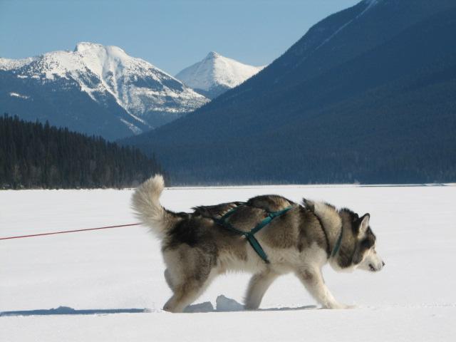 Kimmiq leading on Isaac Lake 