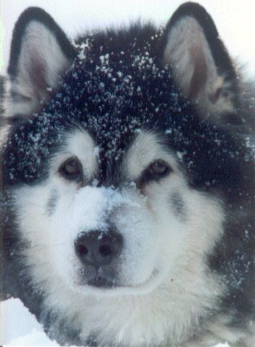 Keikewabic's Mishka Isotassu
