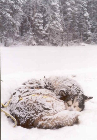 Silent Sleep