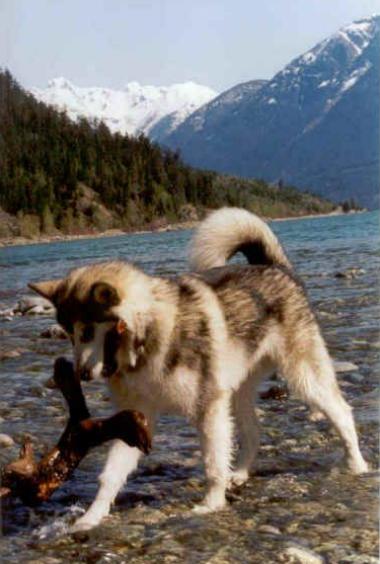 Tuisku at Lillooet Lake