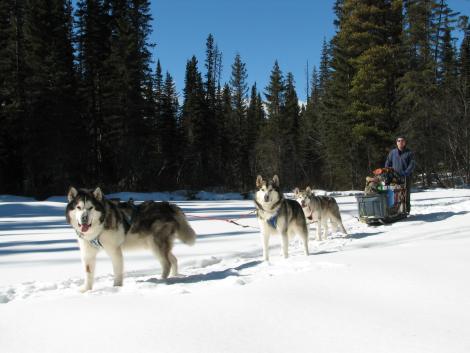 Mushing on Bowron Circuit