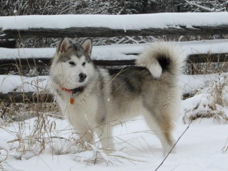 Tuya at the cabin