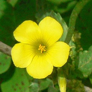 Oxalis pes-caprae - Chamtzitz Natuy. Picture by Zachi Evenor and MathKnight