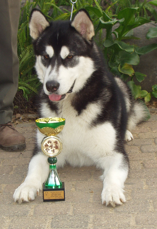 Kotzebue's Kringmerk Alaskan Malamutes