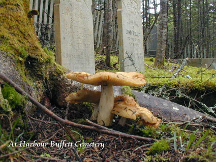 Harbour Buffett Cemetery