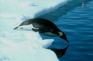 Everyone looked out to sea and saw a little way away, floating nearer, a block of ice with a solitary penguin standing on it. It waved as it went past.