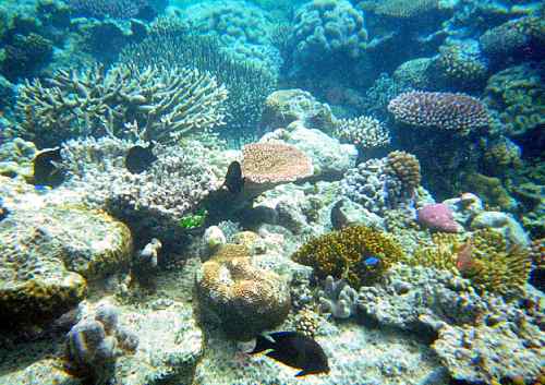 'Wait a minute, how did you get here? You didn't walk over the reef, did you?' 'NO!'