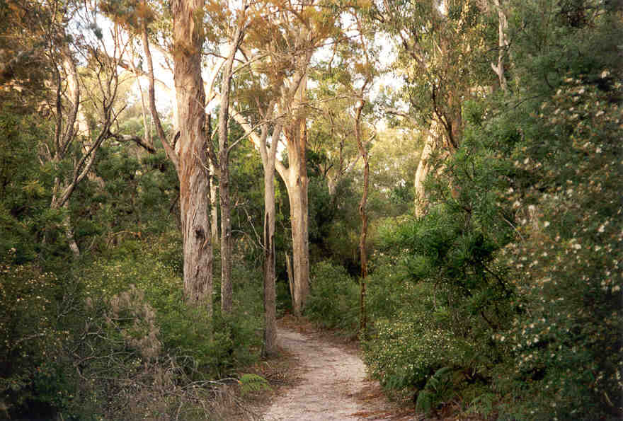 Everyone turned around, including Hannah, consequently almost running into a tree. She was slowly getting the hang of driving but the clutch was still proving to be a problem. The deserted, straight roads through the bush were an excellent training ground.