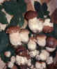 Porcini - (click to enlarge)