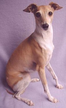 Sheridane's Our Gracie