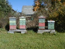 Bee Yard in Chemung County N. Y. 