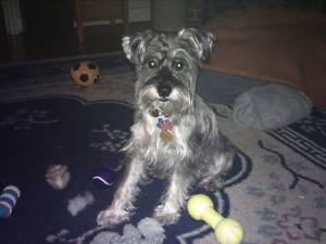 Tiberius (Tib) with all his toys in our living room.