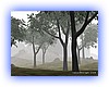 Tree.jpg