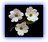 dogwood.jpg