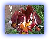 iris1.jpg