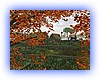 maple_view.jpg