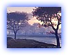 morning800.jpg