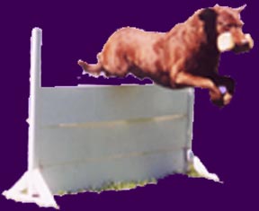 Retrieve Over The High Jump