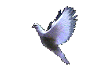 dove