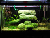 Tank Setup