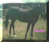 harriet