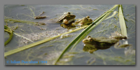What are these frogs doing...?