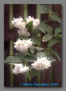 Parfumed white flower