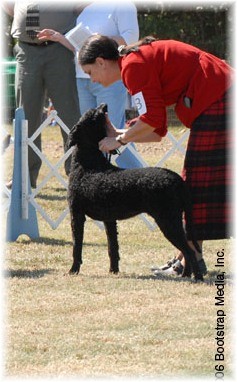 Youngest entrant, Kathy with Rio, Kurly Kreek Blame it on Rio, 7 months old