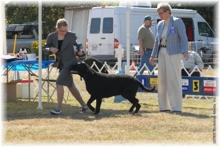Youngest handler, Grace with Gilligan, Ptarmigan Groovin, Never ask a lady's age.